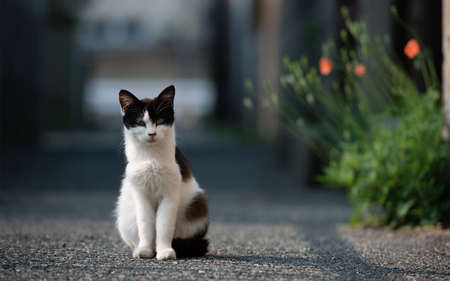 Black white cat road bush free wallpaper - medium preview image