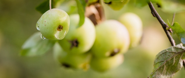 Green apples forest macro bokeh free wallpaper - medium preview image