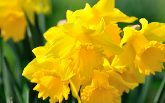 Yellow flower field autumn blurry free wallpaper - medium preview image