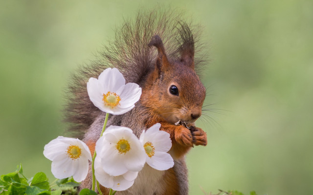 Squirrel nut whiteflowers blurrybackground greenfield free wallpaper - medium preview image