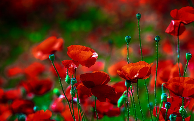 Red flowers green stem impressionist free wallpaper - medium preview image
