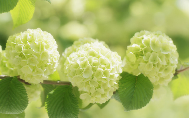 Branch leaves white flowers blurry free wallpaper - medium preview image