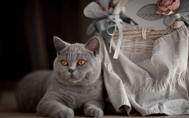 Cat basket rose cloth bag #2 free wallpaper - medium preview image