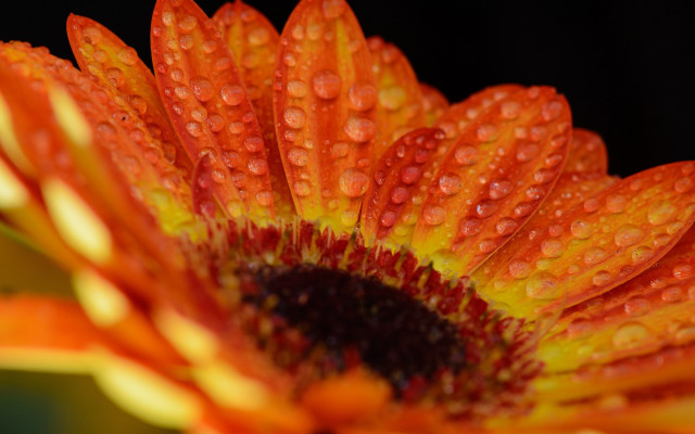 Orange flower water droplets macro free wallpaper - medium preview image