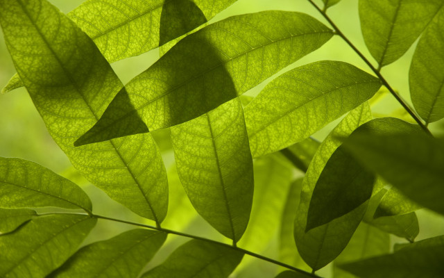 Green leafy plant sunlight macro free wallpaper - medium preview image