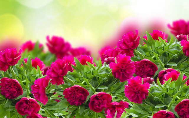 Pink flowers green leaves blurry #3 free wallpaper for desktop - medium preview image