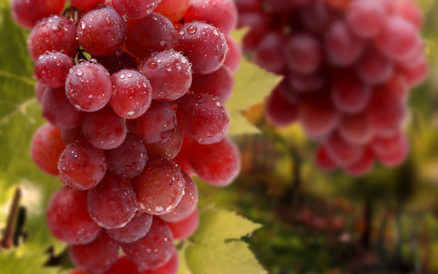 Grapes water droplets vine leaves free wallpaper - medium preview image