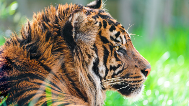 Tiger sitting in grass looking free wallpaper - medium preview image