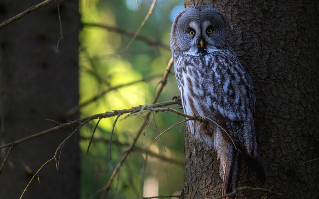 Owl forest branch sunlight nature free wallpaper - medium preview image