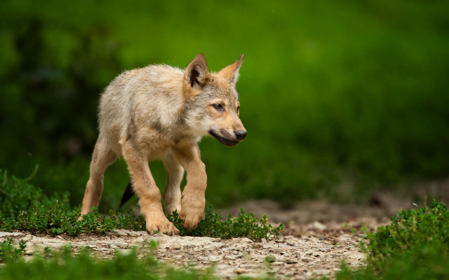 Young wolf cub running grass free wallpaper - medium preview image