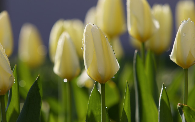 Yellow flowers water droplets bokeh free wallpaper - medium preview image