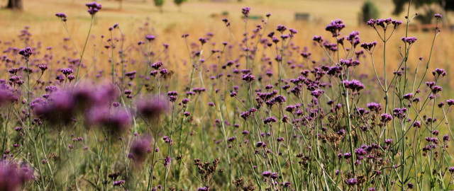 Purple flowers grass trees impressionist free wallpaper - medium preview image