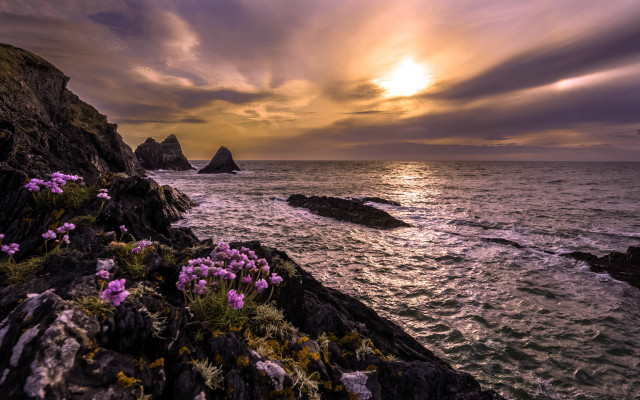 Sunset ocean purpleflowers rocks landscape free wallpaper - medium preview image