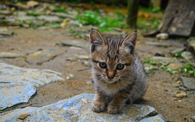 Small kitten rock ground forest free wallpaper - medium preview image