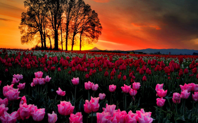 Pink tulips sunset mountain tree free wallpaper - medium preview image