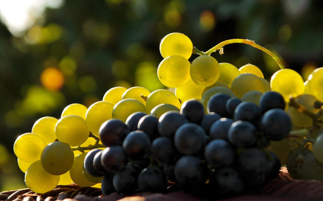 Grapes basket stilllife bokeh synthetism free wallpaper - medium preview image