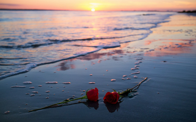 Roses beach sunset reflection romantic free wallpaper - medium preview image