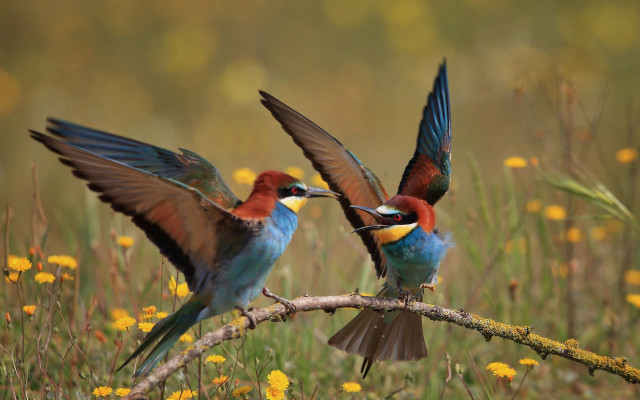 Colorful birds on branch autumn free wallpaper - medium preview image
