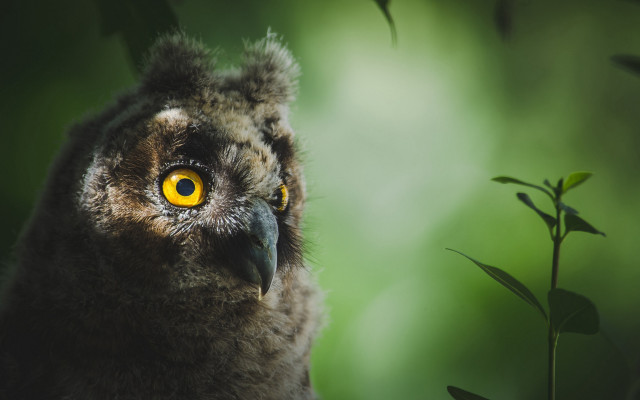 Bird eye closeup bush leaves free wallpaper - medium preview image