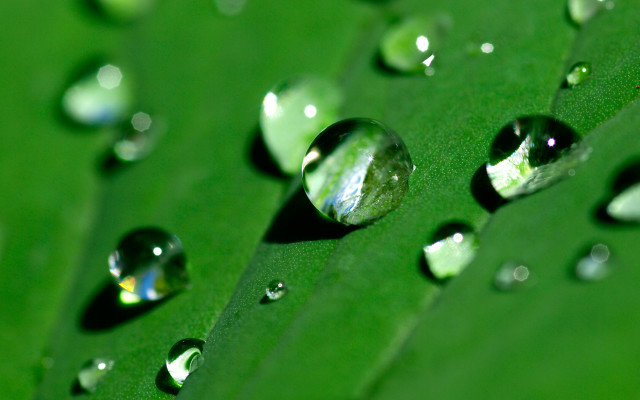 Water droplets green leaf bokeh free wallpaper - medium preview image