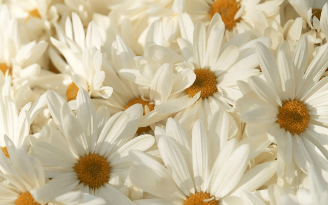 White flower vase macro daisy free wallpaper - medium preview image