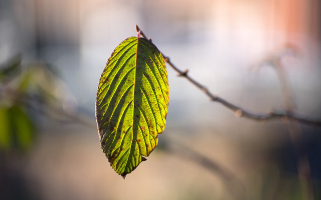 Green leaf branch blurry background #4 free wallpaper - medium preview image