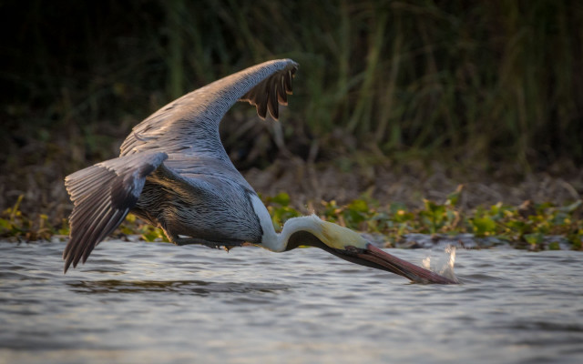 Bird flying fish mouth wings free wallpaper - medium preview image