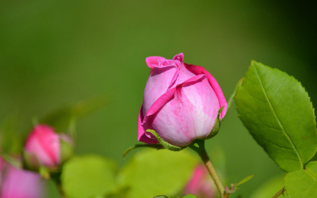 Pink rose budding green leaves free wallpaper - medium preview image