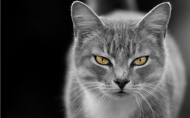 Cat yellow eyes black white #2 free wallpaper - medium preview image
