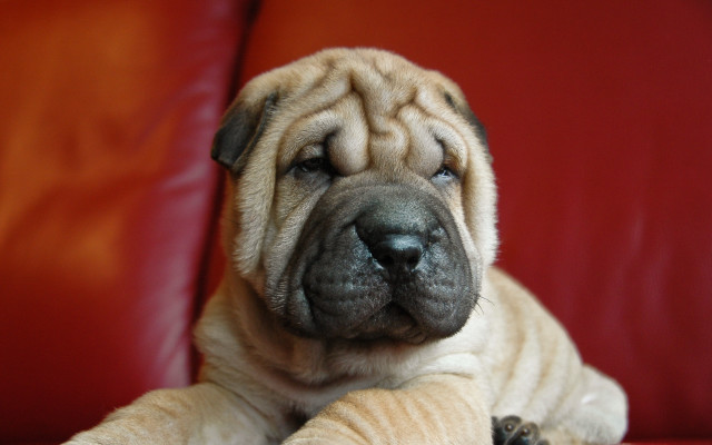 Dog red couch paws arm free wallpaper - medium preview image