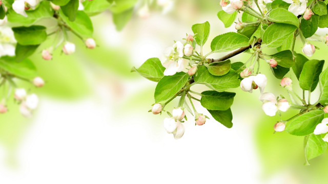 White flowers green leaves branch #2 free wallpaper - medium preview image