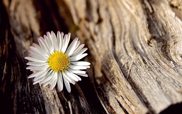 White flower wooden table yellow free wallpaper - medium preview image