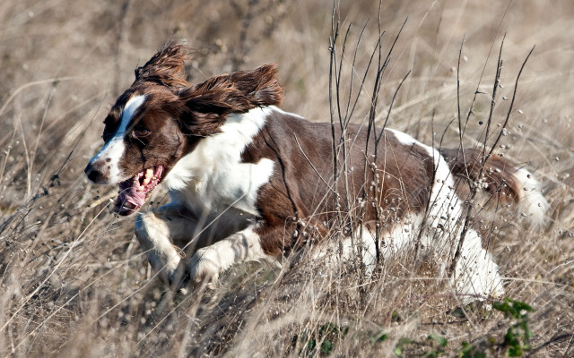 Dog running tall grass open free wallpaper - medium preview image