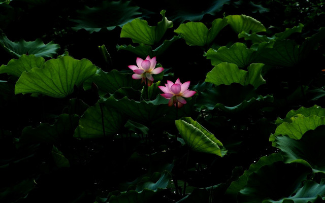 Pink flower green leaves butterfly free wallpaper - medium preview image