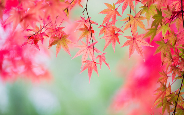 Red leaves autumn bamboo falling free wallpaper - medium preview image