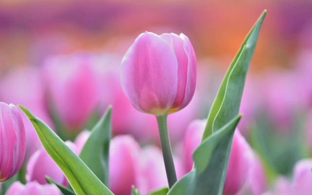 Pink flower green leaves blurry #21 free wallpaper - medium preview image