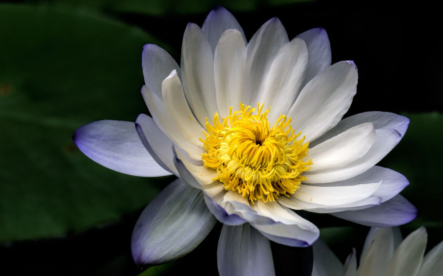 White yellow flower green leaves free wallpaper - medium preview image