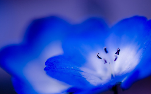 Blue flower white stamens macro #2 free wallpaper - medium preview image