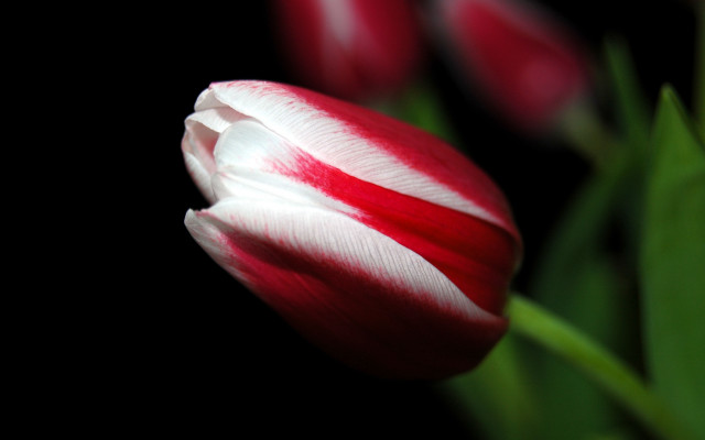 Red white flower green leaves free wallpaper - medium preview image
