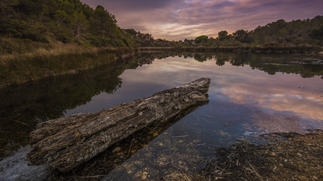 Log water forest riverbank sunset free wallpaper - medium preview image