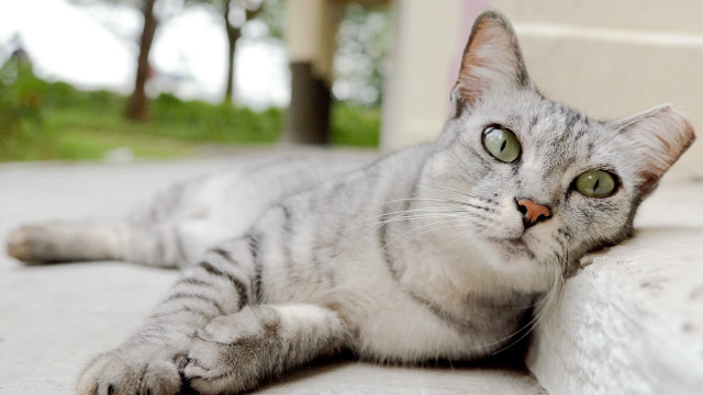 Curious cat laying ground portrait free wallpaper - medium preview image