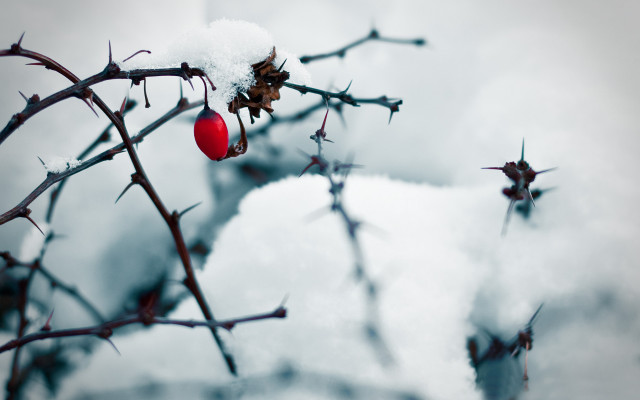 Branch red ball snow winter free wallpaper - medium preview image