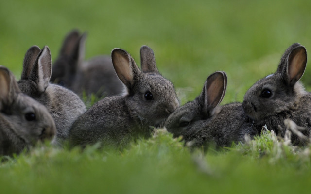 Rabbits grass group nature animals free wallpaper - medium preview image