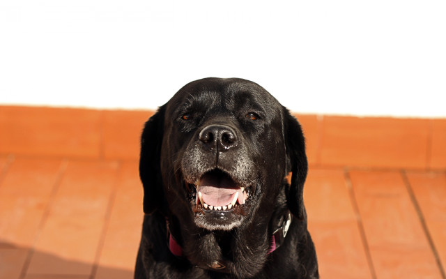 Black dog pink collar portrait free wallpaper - medium preview image