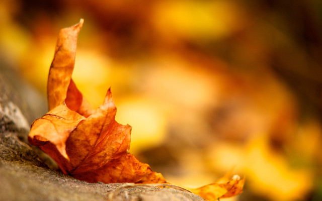 Leaf rock woods autumn blurry free wallpaper - medium preview image