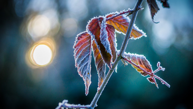 Frost leaf macro night moon free wallpaper - medium preview image