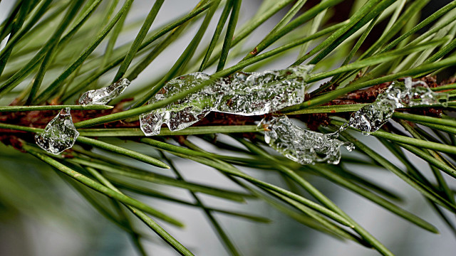 Pine ice water droplets macro free wallpaper - medium preview image