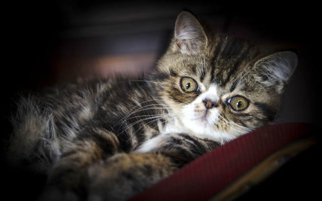 Cat suitcase impressionism blurry depth free wallpaper - medium preview image