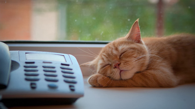 Cat shiba inu sleeping blurry free wallpaper - medium preview image