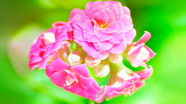 Pink flower blooming vivid gradient free wallpaper - medium preview image